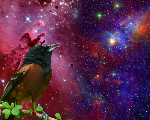 An Orchard Oriole in A Hyundai&nbsp;Sonata